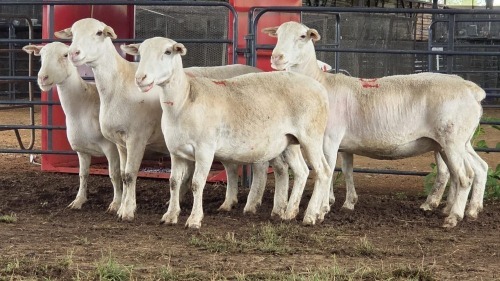 5 X WHITE DORPER EWE ACHTERHOEK BOERDERY (Per animal to take the lot)