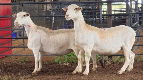 2 X WHITE DORPER EWE ACHTERHOEK BOERDERY (Per animal to take the lot)