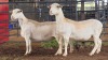 2 X WHITE DORPER EWE ACHTERHOEK BOERDERY (Per animal to take the lot)