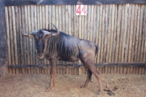 1 X BLOUWILDEBEES/ BLUE WILDEBEEST RIETFONTEIN W/D