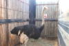 1 X VOLSTRUIS/OSTRICH KROMELLENBOOG