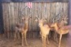 4 X ROOIBOK/IMPALA RIETFONTEIN W/D (PER STUK OM LOT TE NEEM) - 2
