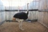 2 X VOLSTRUIS/OSTRICH MBWB1 (PER STUK OM LOT TE NEEM) - 2