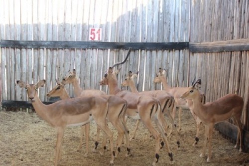 7 X ROOIBOK/IMPALA MBWB1 (PER STUK OM LOT TE NEEM)
