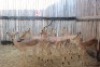 7 X ROOIBOK/IMPALA MBWB1 (PER STUK OM LOT TE NEEM)