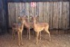 3 X ROOIBOK/IMPALA RIETFONTEIN W/D (PER STUK OM LOT TE NEEM)