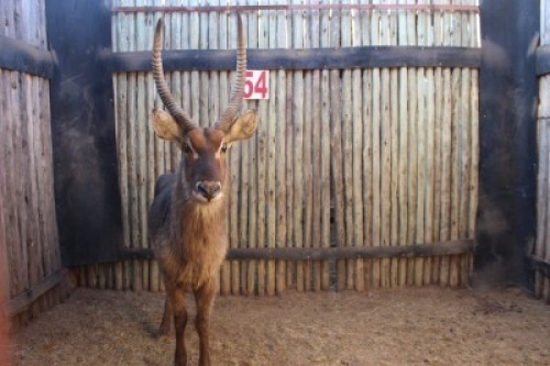 1 X WATERBOK/WATERBUCK RIETFONTEIN W/D