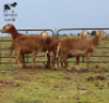 LOT 50 4X MEATMASTER OOI/EWE CHRISTOF GROBLER : 0837812076