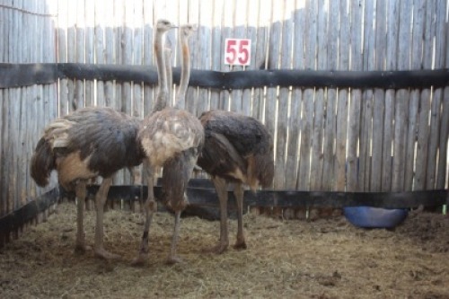 3 X VOLSTRUIS/OSTRICH KROMELLENBOOG (PER STUK OM LOT TE NEEM)