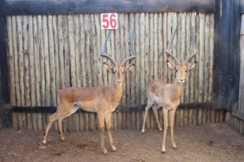 2 X ROOIBOK/IMPALA RIETFONTEIN W/D (PER STUK OM LOT TE NEEM)
