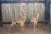 2 X ROOIBOK/IMPALA RIETFONTEIN W/D (PER STUK OM LOT TE NEEM)