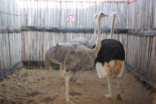 3 X VOLSTRUIS/OSTRICH MBWB1 (PER STUK OM LOT TE NEEM)