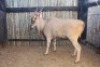 1 X ELAND BOERGEES (PER STUK OM LOT TE NEEM) - 2