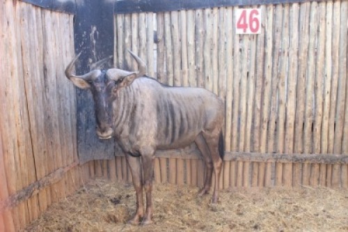 1 X BLOUWILDEBEES/ BLUE WILDEBEEST RIETFONTEIN W/D
