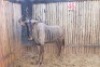 1 X BLOUWILDEBEES/ BLUE WILDEBEEST RIETFONTEIN W/D