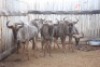 5 X BLOUWILDEBEES/ BLUE WILDEBEEST RIETFONTEIN W/D (PER STUK OM LOT TE NEEM)