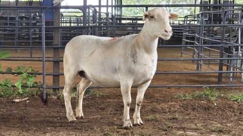 1 X WHITE DORPER EWE ACHTERHOEK BOERDERY