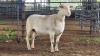 1 X WHITE DORPER EWE ACHTERHOEK BOERDERY