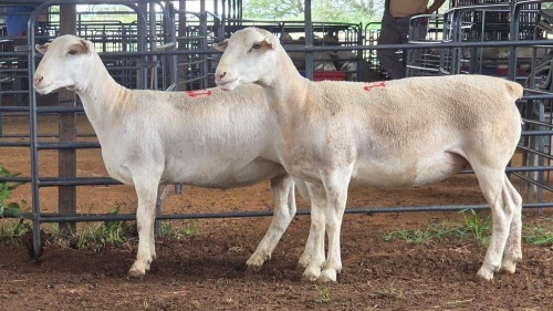 2 X WHITE DORPER EWE ACHTERHOEK BOERDERY (Per animal to take the lot)