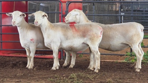 3 X WHITE DORPER EWE ACHTERHOEK BOERDERY (Per animal to take the lot)