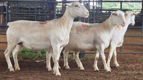 3 X WHITE DORPER EWE ACHTERHOEK BOERDERY (Per animal to take the lot)