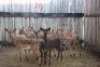 10 X ROOIBOK/IMPALA BOERGEES (PER STUK OM LOT TE NEEM) - 2