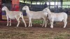 3 X WHITE DORPER EWE ACHTERHOEK BOERDERY (Per animal to take the lot)