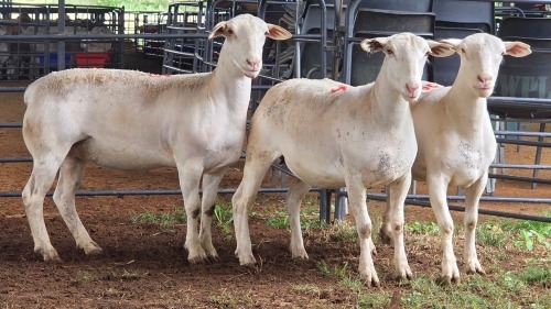 3 X WHITE DORPER EWE ACHTERHOEK BOERDERY (Per animal to take the lot)