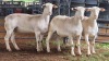 3 X WHITE DORPER EWE ACHTERHOEK BOERDERY (Per animal to take the lot)