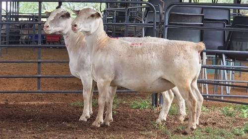 2 X WHITE DORPER EWE ACHTERHOEK BOERDERY (Per animal to take the lot)
