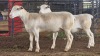 2 X WHITE DORPER EWE ACHTERHOEK BOERDERY (Per animal to take the lot)