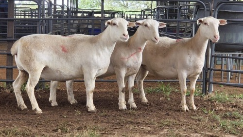 3 X WHITE DORPER EWE ACHTERHOEK BOERDERY (Per animal to take the lot)