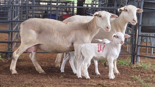 2+2 X WHITE DORPER EWE ACHTERHOEK BOERDERY (Per animal to take the lot)