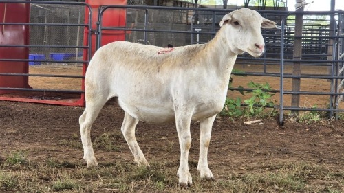 1 X WHITE DORPER EWE ACHTERHOEK BOERDERY