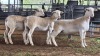 3 X WHITE DORPER EWE ACHTERHOEK BOERDERY (Per animal to take the lot)