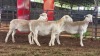 3 X WHITE DORPER EWE ACHTERHOEK BOERDERY (Per animal to take the lot)