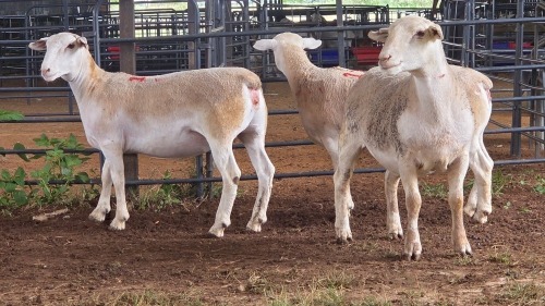 3 X WHITE DORPER EWE ACHTERHOEK BOERDERY (Per animal to take the lot)