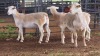 3 X WHITE DORPER EWE ACHTERHOEK BOERDERY (Per animal to take the lot)