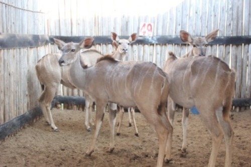 4 X KOEDOE/KUDU MBWB1 (PER STUK OM LOT TE NEEM)