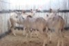 4 X KOEDOE/KUDU MBWB1 (PER STUK OM LOT TE NEEM)
