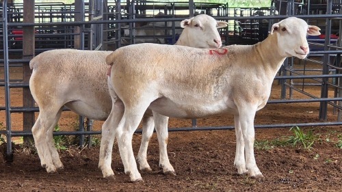 2 X WHITE DORPER EWE ACHTERHOEK BOERDERY (Per animal to take the lot)
