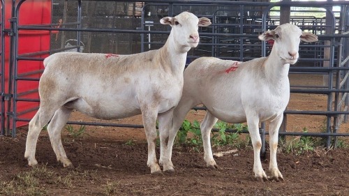 2 X WHITE DORPER EWE ACHTERHOEK BOERDERY (Per animal to take the lot)