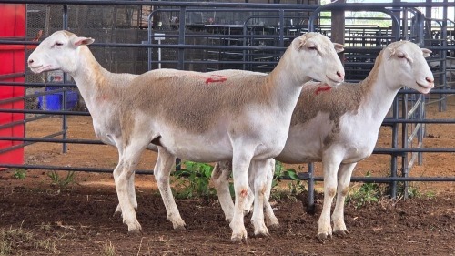 3 X WHITE DORPER EWE ACHTERHOEK BOERDERY (Per animal to take the lot)