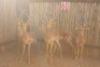 5 X ROOIBOK/IMPALA RIETFONTEIN W/D (PER STUK OM LOT TE NEEM) - 2