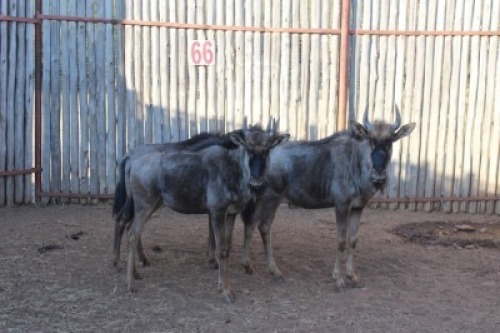 5 X BLOUWILDEBEES/ BLUE WILDEBEEST RIETFONTEIN W/D (PER STUK OM LOT TE NEEM)
