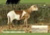 Maple - Dragtige Stoet Meatmaster Ooi (Hartwater)
