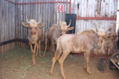 3 X GOUE WILDEBEES/GOLDEN WILDEBEEST BOERGEES (PER STUK OM LOT TE NEEM)