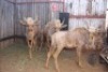 3 X GOUE WILDEBEES/GOLDEN WILDEBEEST BOERGEES (PER STUK OM LOT TE NEEM)