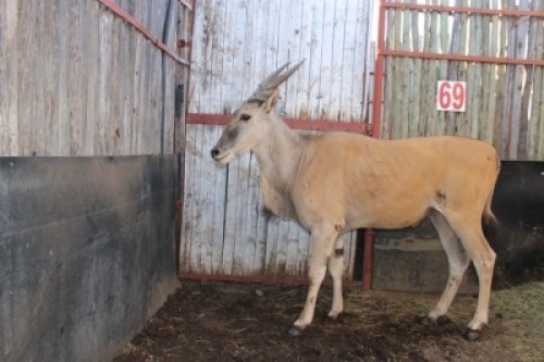 1 X ELAND WISSEKERKE