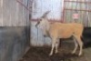 1 X ELAND WISSEKERKE
